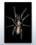 Poecilotheria metallica