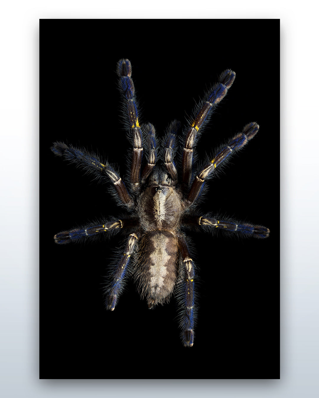 Poecilotheria metallica