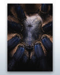 Monocentropus balfouri