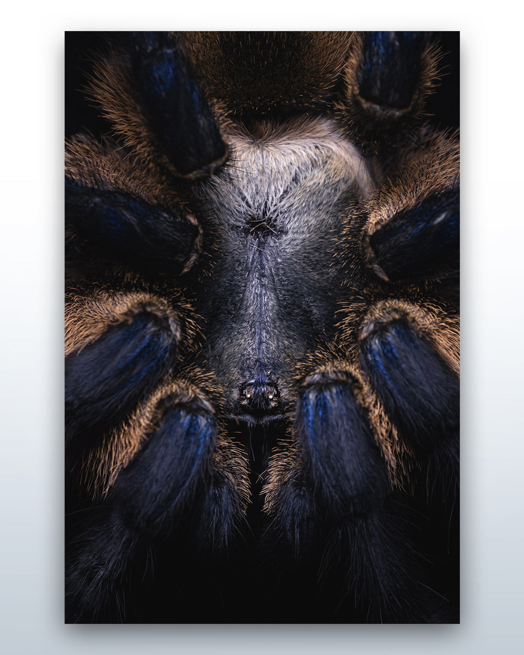 Monocentropus balfouri
