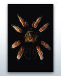 Brachypelma boehmei