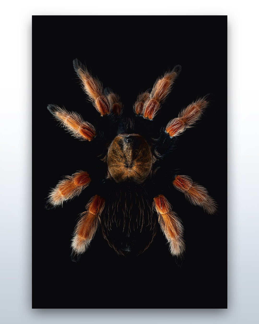 Brachypelma boehmei