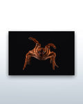 Pelinobius muticus