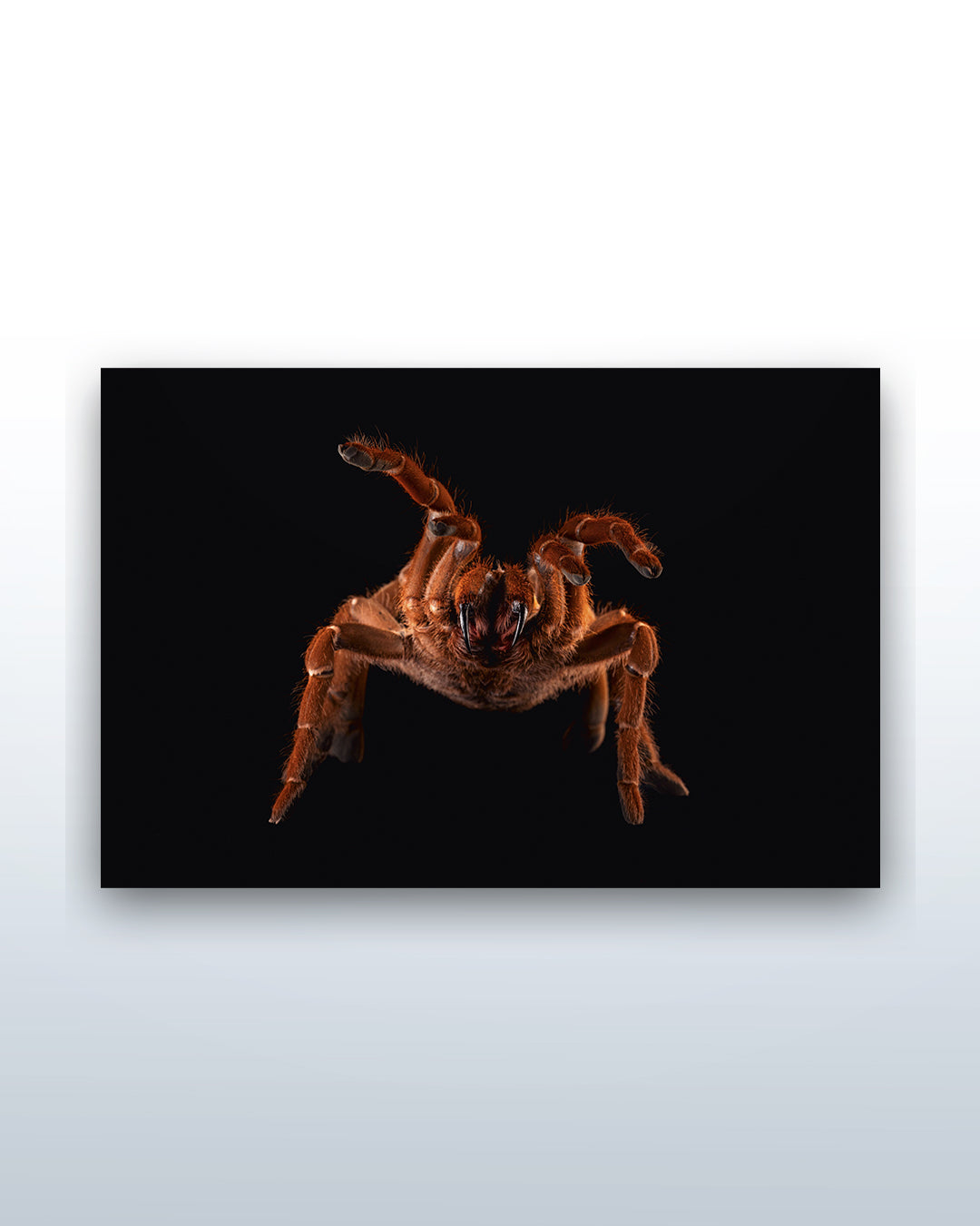 Pelinobius muticus